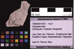 Foto (Objekt + Etiketten) von Decapoda indet. (NHMW-GEO-1990-0041-0191)